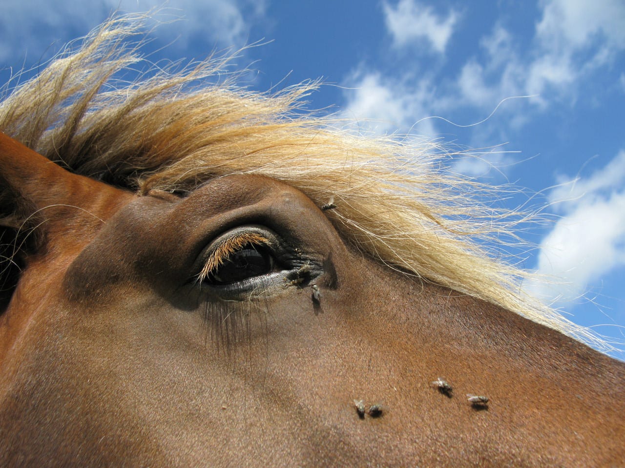 Tiere, Bild 7 von 12