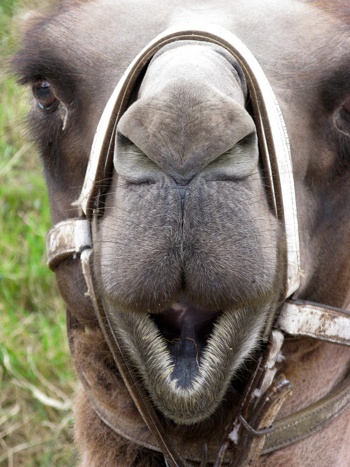 Tiere, Bild 6 von 12