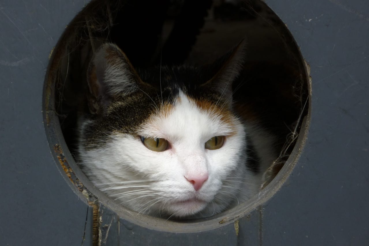Tiere, Bild 5 von 12