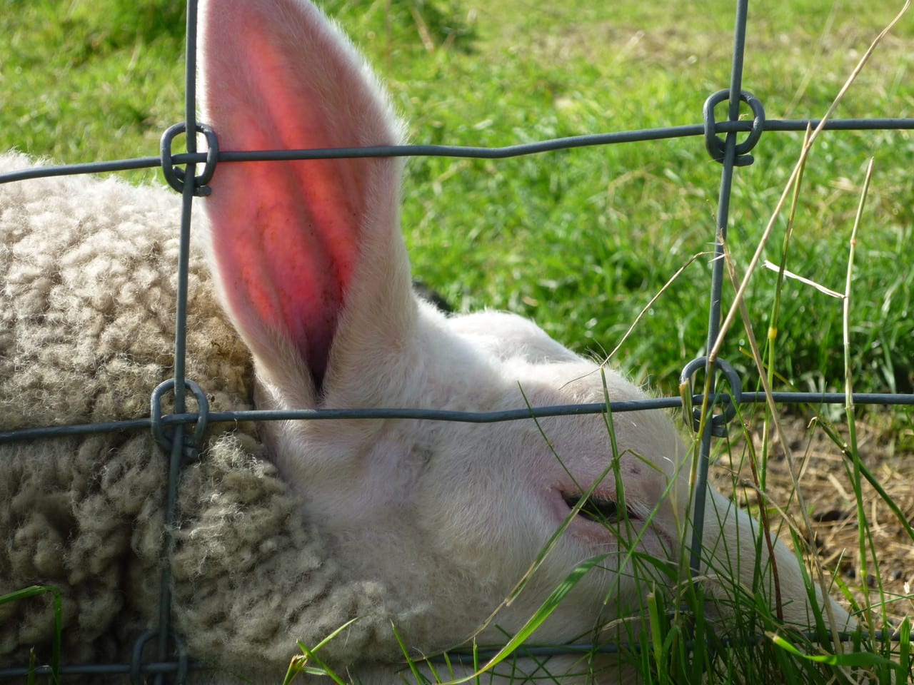 Tiere, Bild 8 von 12
