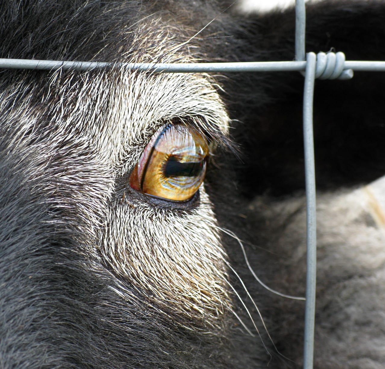 Tiere, Bild 3 von 12