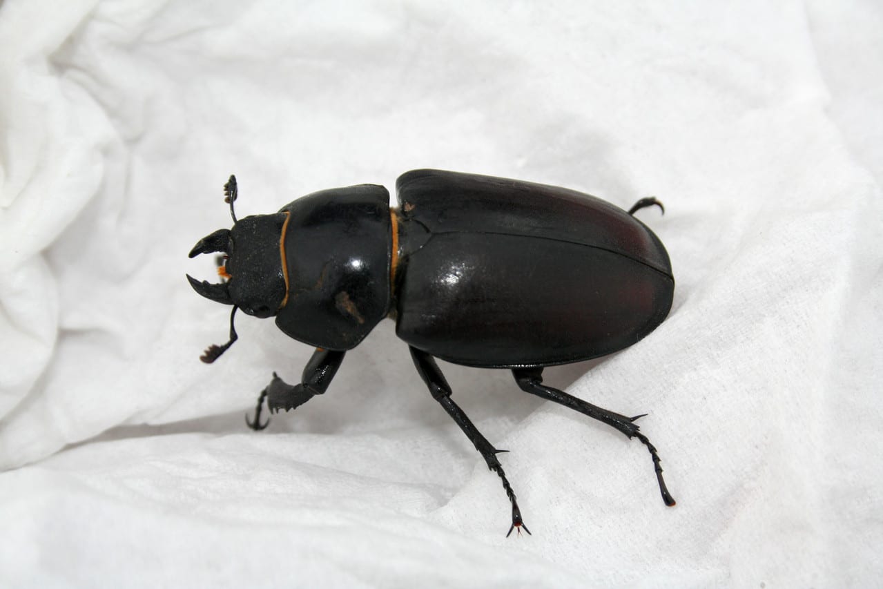 Tiere, Bild 10 von 12