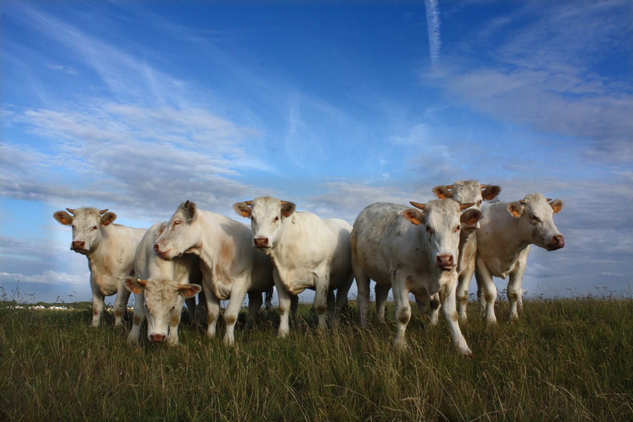 Tiere